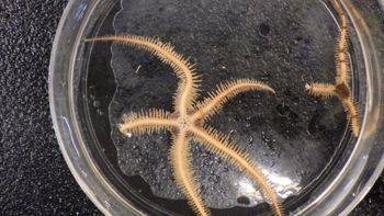 Media type: image;   Invertebrate Zoology 153153 Description: live specimen;